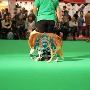 Have a go obedience display