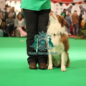 Have a go obedience display