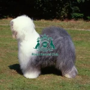 Old English Sheepdog Old English Sheepdog