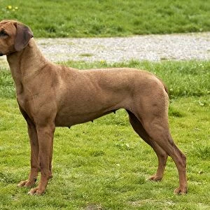 outside, hound, alert, river, rhoedesian ridgeback, standing show pose, brown, ridge