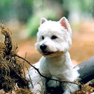 outside, sitting, terrier, white, leaves, forrest, westie, small, white, Autumn