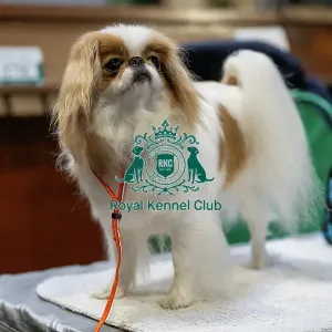 Owner with Japanese Chin Owner with Japanese Chin