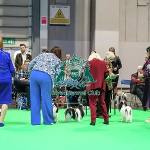 Owners with their Japanese Chin dogs in the judging ring Owners with their Japanese Chin dogs in the judging ring