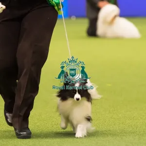 Papillon Best of Breed Crufts 2017