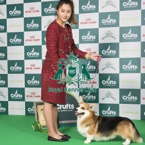 Pastoral Group 4th Place Winner Welsh Corgi (Pembroke) 13967 - Multi Ch Aurorus Lunaris Ex Valhalos Sargas (Mrs J Xu)