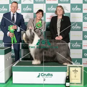 2025 Crufts Supreme Champion 2019 Pastoral Group Winner 2nd Place