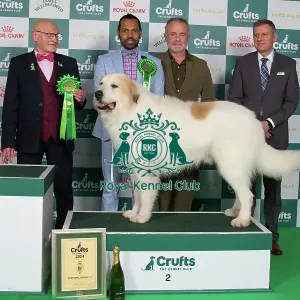 Pastoral Group Winner 2nd place stacked photo Pyrenean Mountain Dog 13321 - Be/nl/dk/ch/lu/de/int Ch Qamar Du Grand Tendre (Mr Amj & Mr Jc Tijtgat & Akurassage)