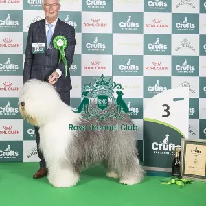 Pastoral Group Winner 3rd place stacked photo Old English Sheepdog 13182 - Multi Ch Reata's Vector Space JW A18 Ww21 (N &s Meijer)