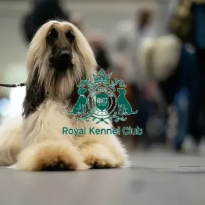 Paul O'Grady a Afghan Hound from Birmingham