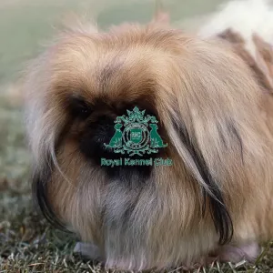 Pekingese