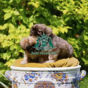Pekingese Puppies