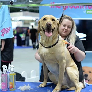 pets at home groom room stand