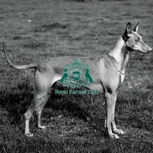 Pharaoh Hound Pharaoh Hound