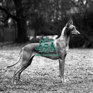 Pharaoh Art Prints, Posters Puzzles from The Royal Kennel