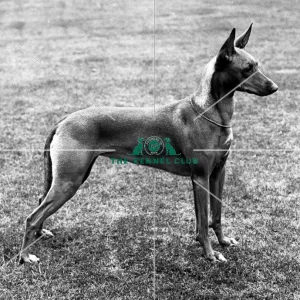 Pharaoh Hound