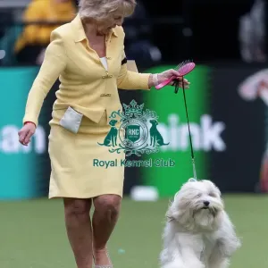 Phoebe, a Tibetan Terrier, competing in the Junior Warrant Final today (05) Phoebe, a Tibetan Terrier, competing in the Junior Warrant Final today (05)
