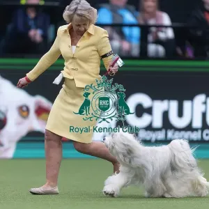 Phoebe, a Tibetan Terrier, competing in the Junior Warrant Final today (05) Phoebe, a Tibetan Terrier, competing in the Junior Warrant Final today (05)