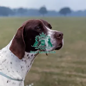 Pointer