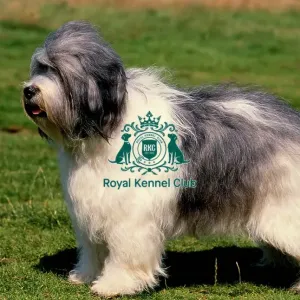 Polish Lowland Sheepdog Polish Lowland Sheepdog