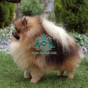Pomeranian