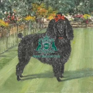 poodle, Artwork, oil, painting, outside, grass