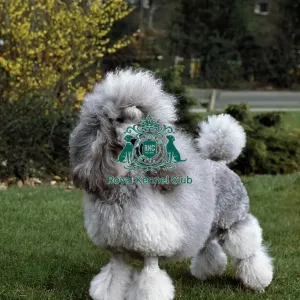 Poodle (Mini) Poodle (Mini)