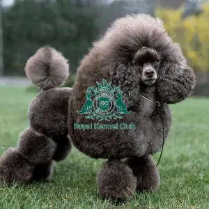 Poodle (Toy)