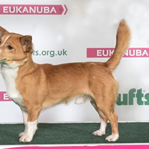 PORTUGUESE PODENGO Best of Breed Crufts 2017