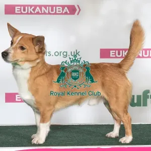 PORTUGUESE PODENGO Best of Breed Crufts 2017