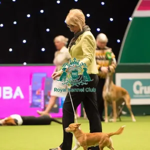 Portuguese Podengo (Warren Hound)