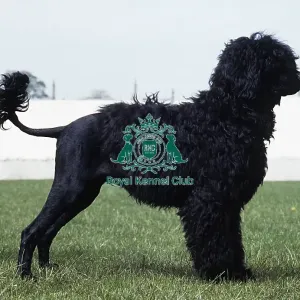 Portuguese Water Dog Portuguese Water Dog