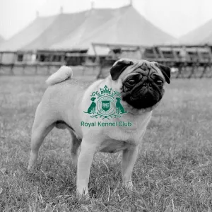 Pug