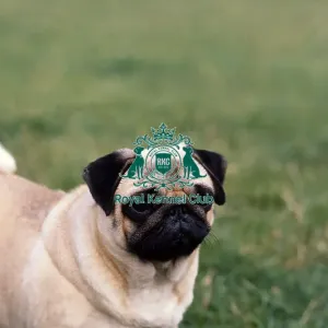 Pug