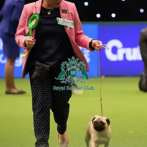 PUG Best of Breed 2017
