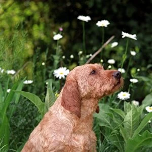 puppy, small, cute, sitting, flowers, outside, brown, sniffing