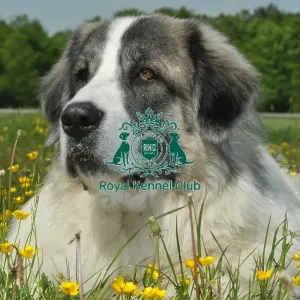 Pyrenean Mastiff (Imp) Pyrenean Mastiff (Imp)