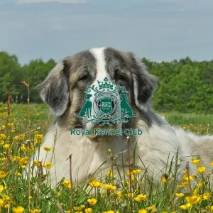 Pyrenean Mastiff (Imp) Pyrenean Mastiff (Imp)