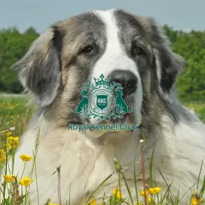 Pyrenean Mastiff (Imp) Pyrenean Mastiff (Imp)