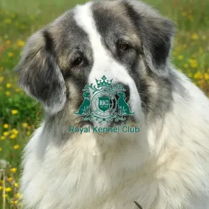 Pyrenean Mastiff (Imp) Pyrenean Mastiff (Imp)