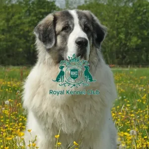 Pyrenean Mastiff (Imp) Pyrenean Mastiff (Imp)