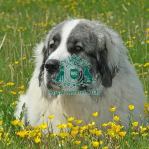 Pyrenean Mastiff (Imp) Pyrenean Mastiff (Imp)