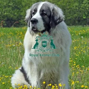 Pyrenean Mastiff (Imp) Pyrenean Mastiff (Imp)