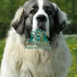Pyrenean Mastiff (Imp) Pyrenean Mastiff (Imp)