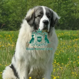 Pyrenean Mastiff (Imp) Pyrenean Mastiff (Imp)