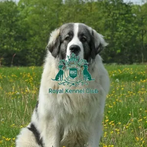 Pyrenean Mastiff (Imp) Pyrenean Mastiff (Imp)