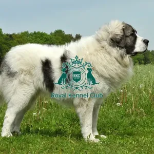 Pyrenean Mastiff (Imp) Pyrenean Mastiff (Imp)