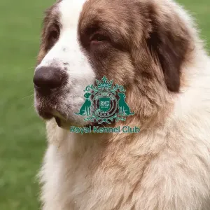 Pyrenean Mastiff (Imp) Pyrenean Mastiff (Imp)