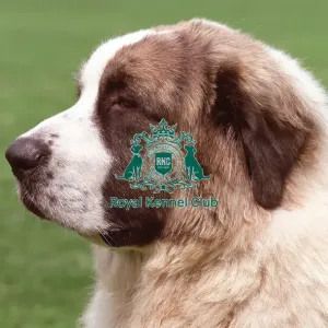 Pyrenean Mastiff (Imp) Pyrenean Mastiff (Imp)