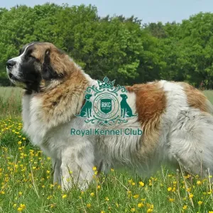 Pyrenean Mastiff (Imp) Pyrenean Mastiff (Imp)