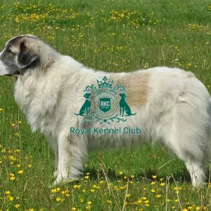 Pyrenean Mastiff (Imp) Pyrenean Mastiff (Imp)